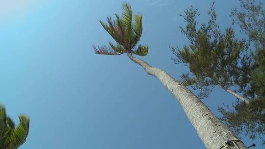 微风吹动的棕榈树