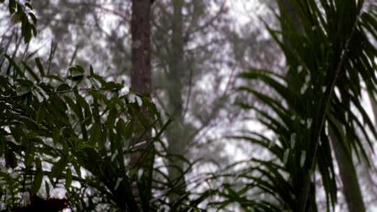 森林里的雨和雾。雨和雾期间茂密的森林。