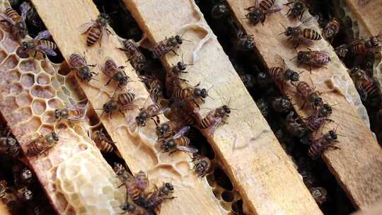 蜜蜂 蜂巢 蜂蜜 蜂箱视频素材模板下载