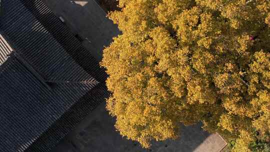 航拍洛阳白马寺