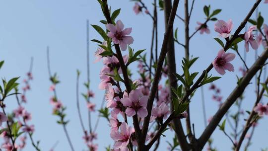 春天里的桃花和梨花