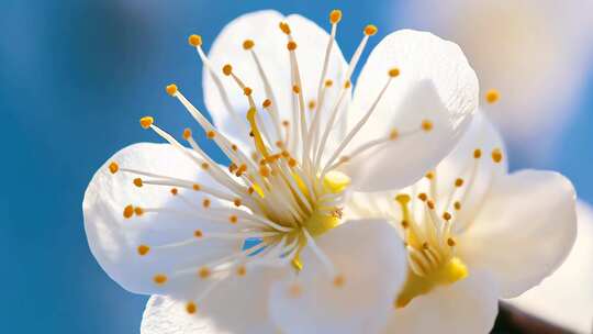 傲雪寒梅绽放 唯美白色梅花特写