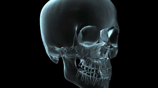 三维人类头骨展示结构