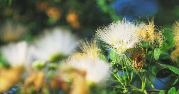 夏天阳光下的绿色植物叶子