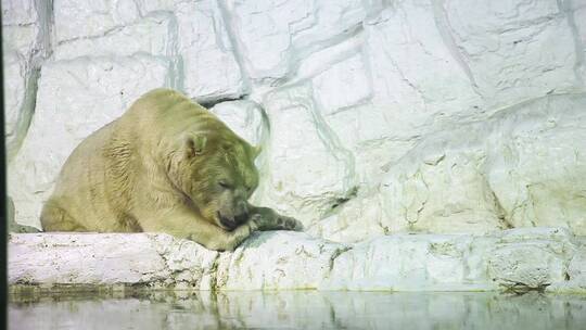 北极熊  白熊 北极圈 野生动物
