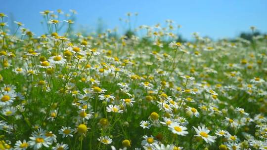 甘菊花田野