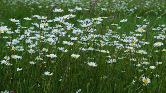 草地上的白色雏菊