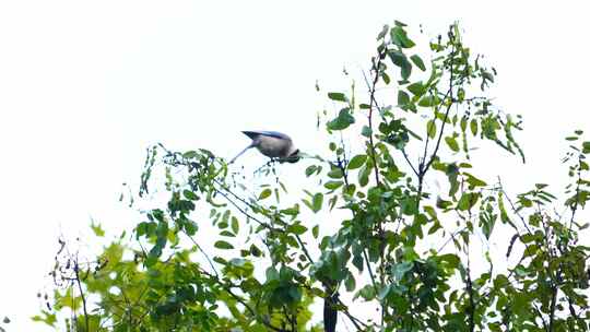 小鸟 空镜头 鸟 快乐 自然 自由 自由飞翔