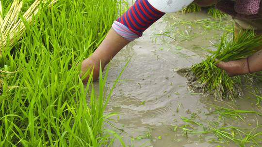 贵州农民在稻田里插秧视频素材模板下载
