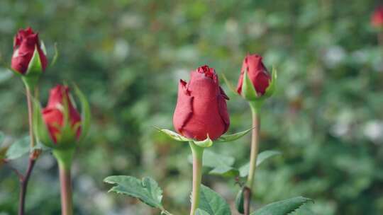 鲜切花玫瑰现代化示范园