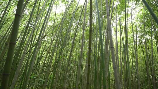 竹子竹林写意水墨