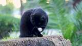 黑色的猫咪在洗脸高清在线视频素材下载