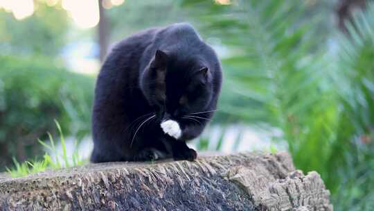 黑色的猫咪在洗脸