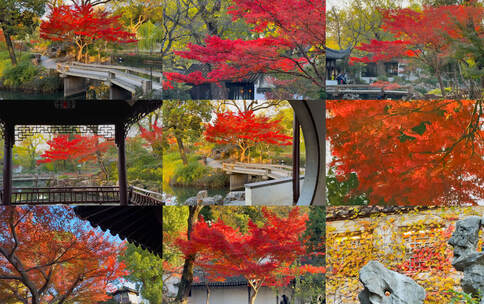 拙政园红枫拍摄运镜25镜组合高清在线视频素材下载