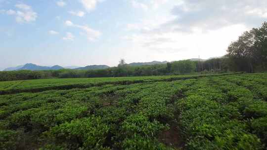 茶园穿越机航拍风光