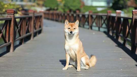 宠物狗 柴犬