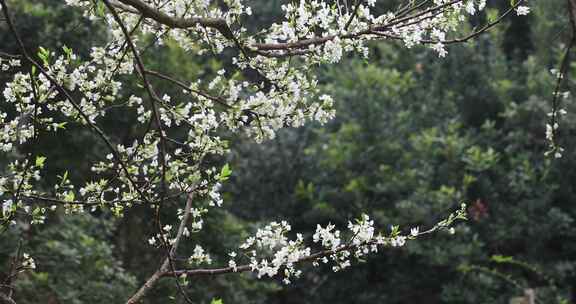 春雨绵绵唯美樱花花瓣随风飘落