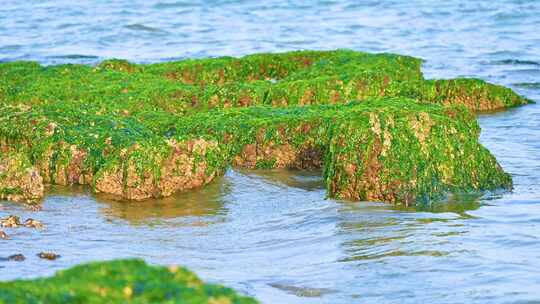 湛江海边退潮后的礁石海浪与绿色海草苔藓