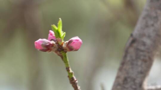 【镜头合集】花苞花骨朵含苞待放春天萌芽