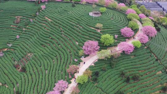 福建漳平樱花茶园风光航拍4K视频