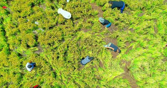 晋宁区沙堤村丰收节航拍