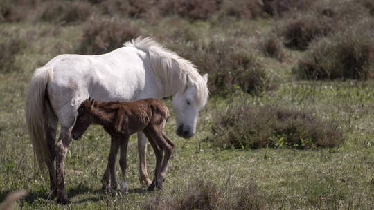 草原上小马在吃妈妈的奶