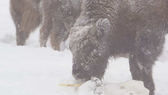 欧洲野牛在白雪皑皑的风景中咀嚼树皮的奇怪