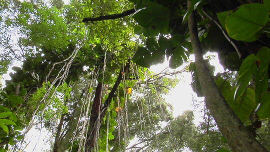 热带雨林的低角度拍摄视频素材模板下载