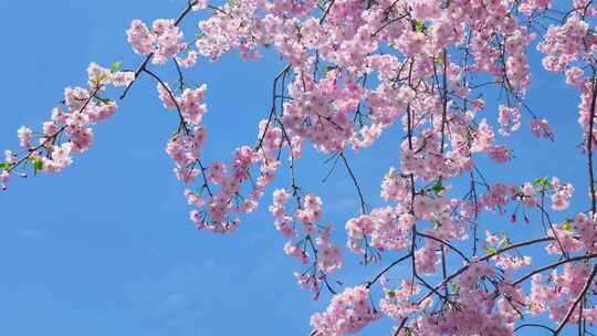 春天阳光下的樱花花朵花瓣