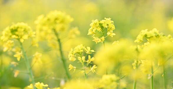 油菜花冬日逆势绽放春色与冬景同框