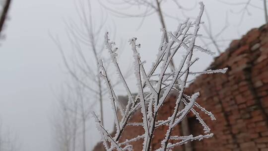 冬天里的霜雪