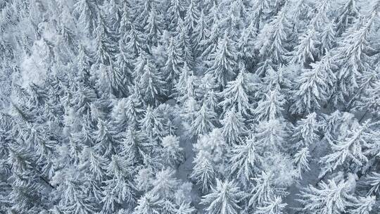航拍被雪覆盖的树顶