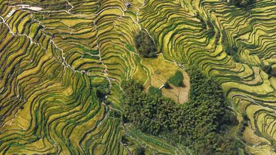 航拍浙江丽水云和梯田 秋天丰收的金色稻田