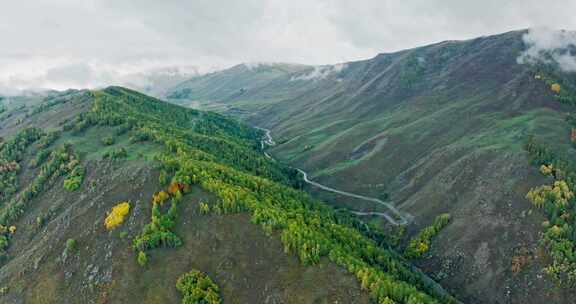 秋天的高山森林