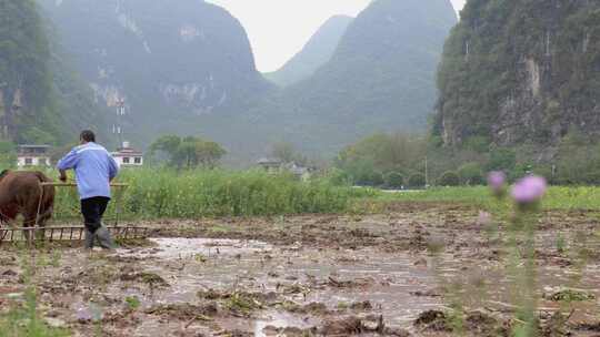 农民牵牛耕地的乡村田野景象