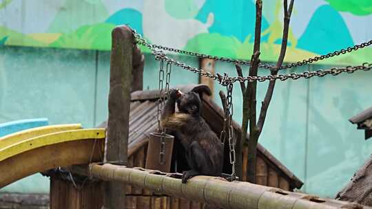 野生动物园猴子狒狒