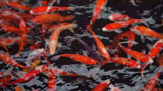 杭州西湖水中金鱼