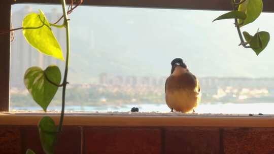住户阳台上吃米的鸟