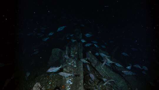 沉船，海洋生物，水下，Helgoy