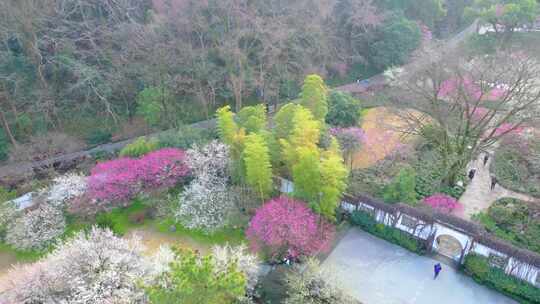 杭州植物园灵峰探梅梅花风景视频素材