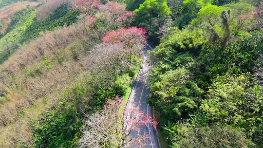 海南白沙九架岭木棉花航拍