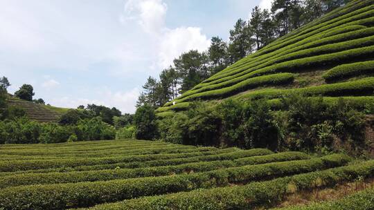 武夷山 武夷山茶 茶园 茶基地