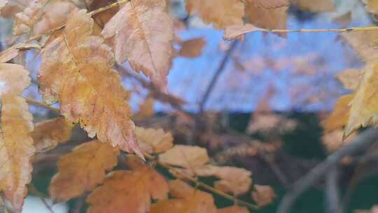 秋季植物枯黄树叶特写
