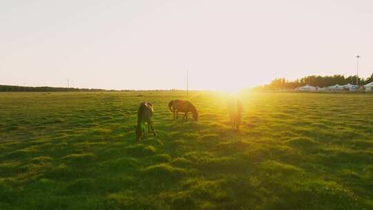 草原和马