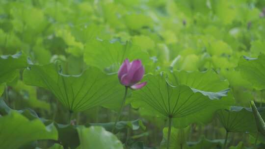 夏日荷花视频素材模板下载