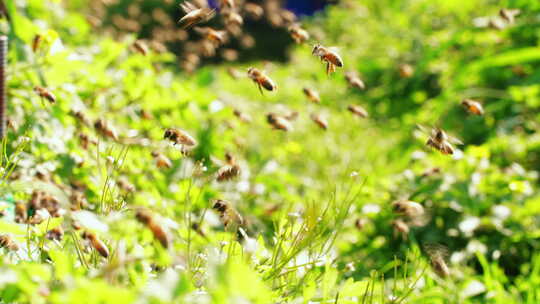 春天的养蜂场蜜蜂成群飞舞慢镜头视频素材模板下载