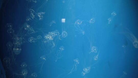 水族馆里半透明的水母视频素材模板下载