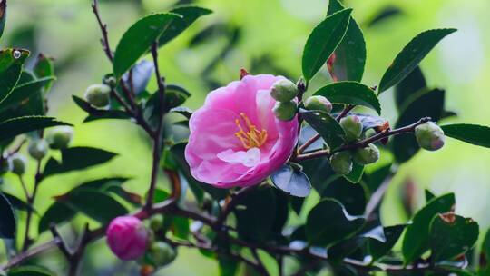 茶花 茶树 茶梅