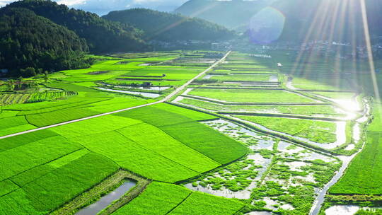 清晨的阳光照亮乡村的绿色稻田