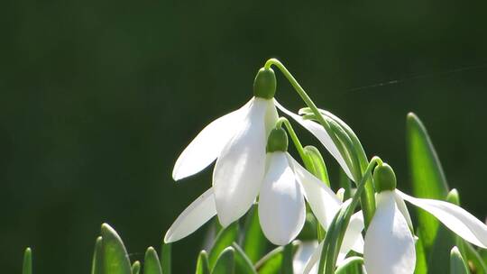 野生白花的特写镜头